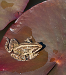 BB 11 0382 / Rana arvalis / Spissnutefrosk